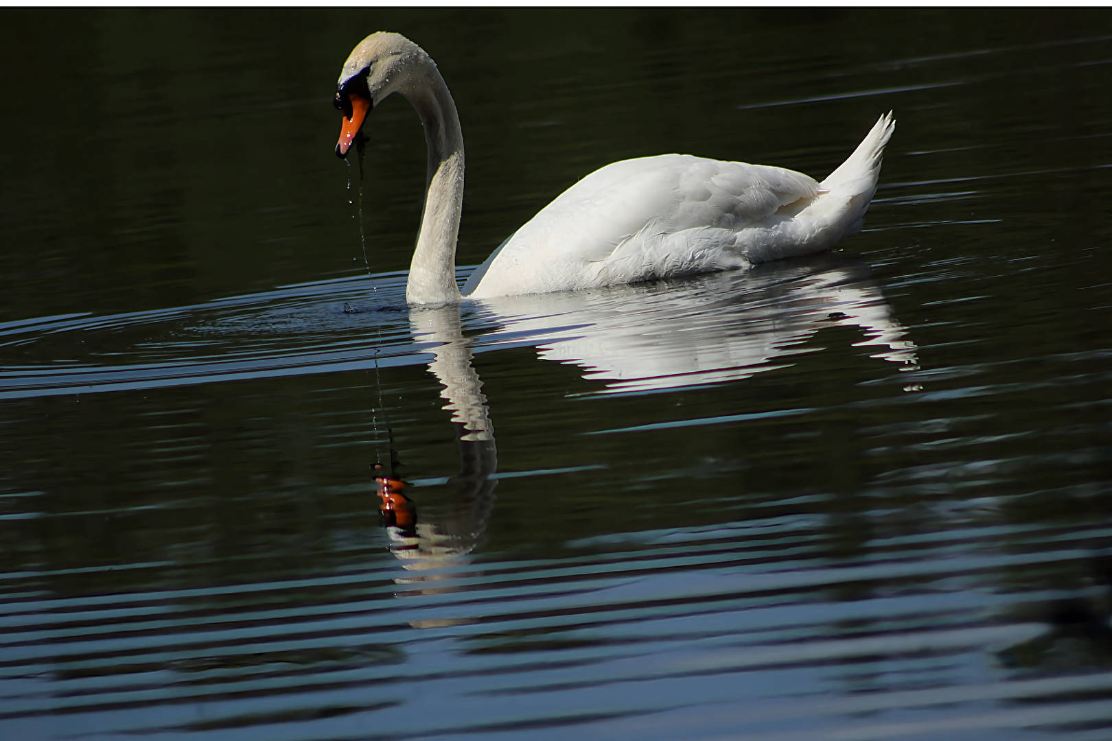Der Schwan im Spiegel
