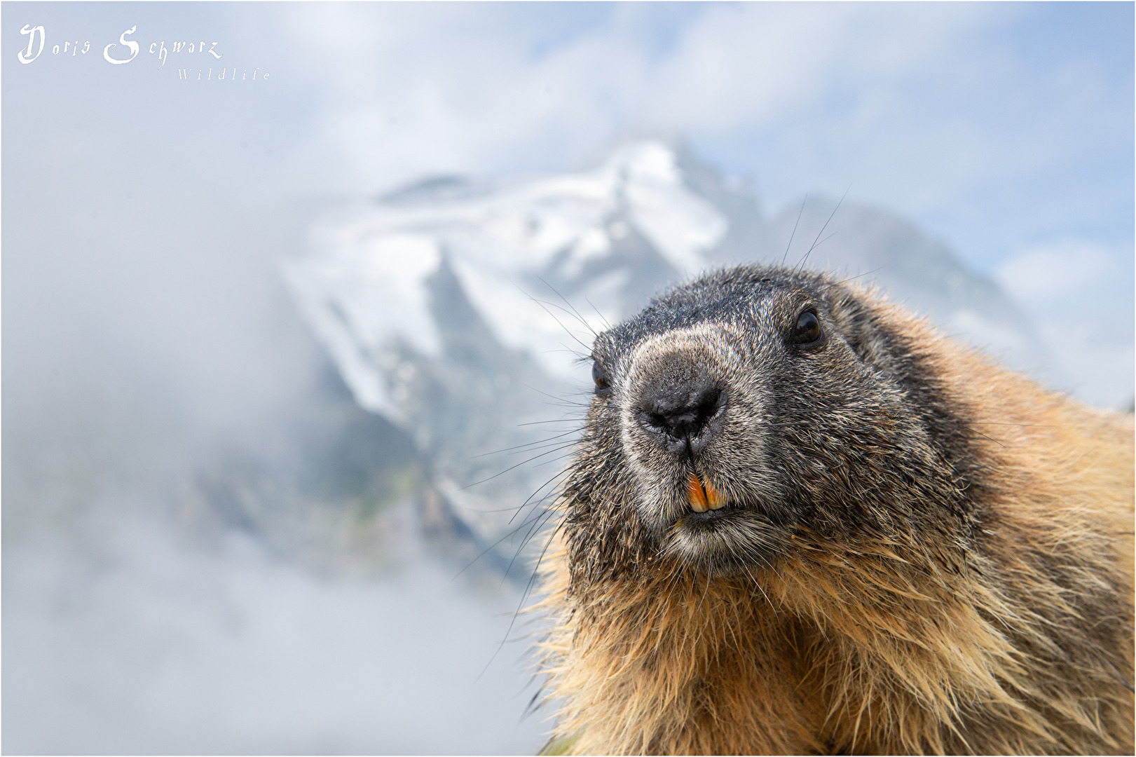Grüße vom Großglockner
