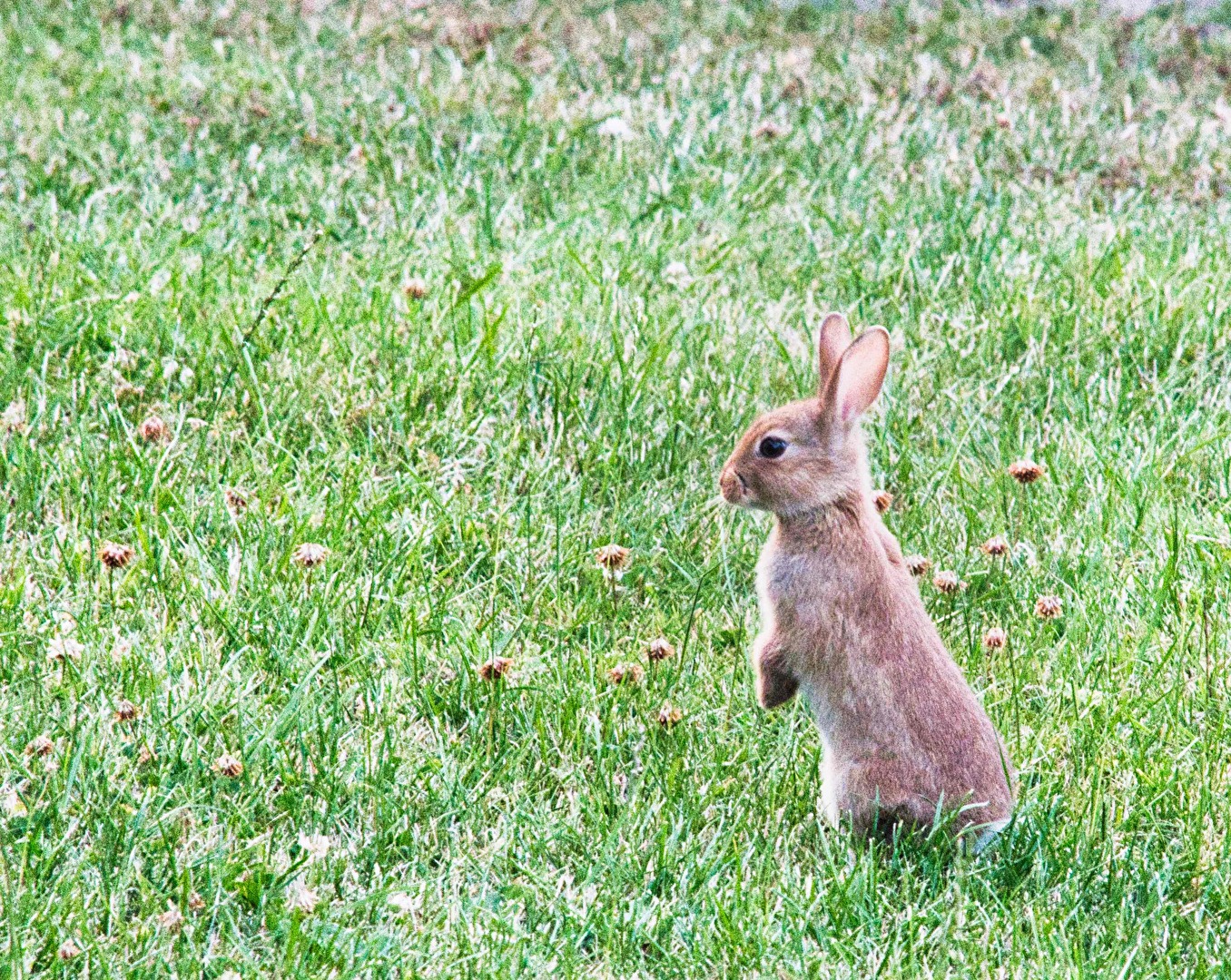 Hase in Kiel