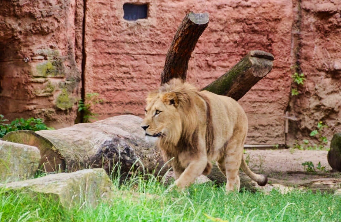 Zoo Hannover