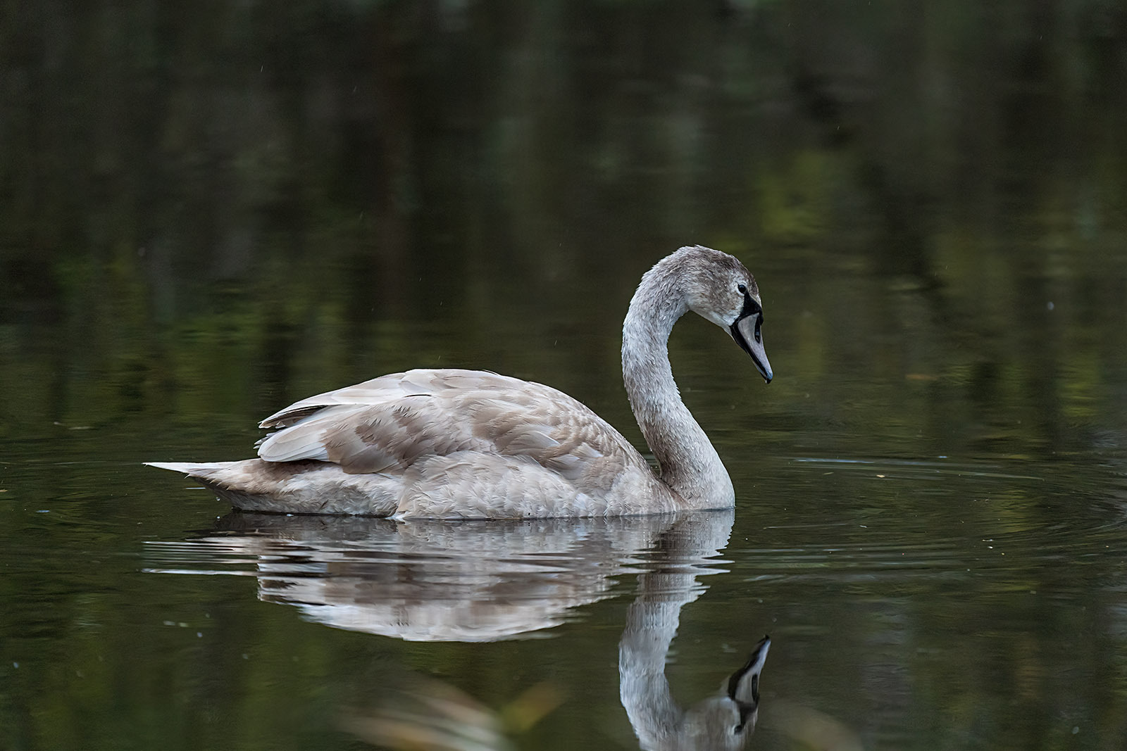 junger Schwan