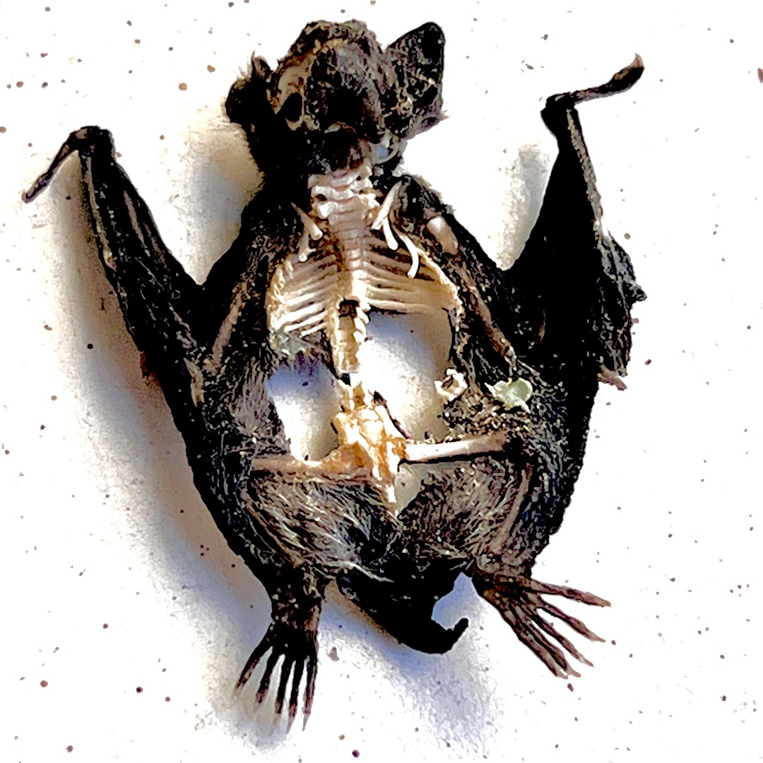 Es war einmal ne Fledermaus