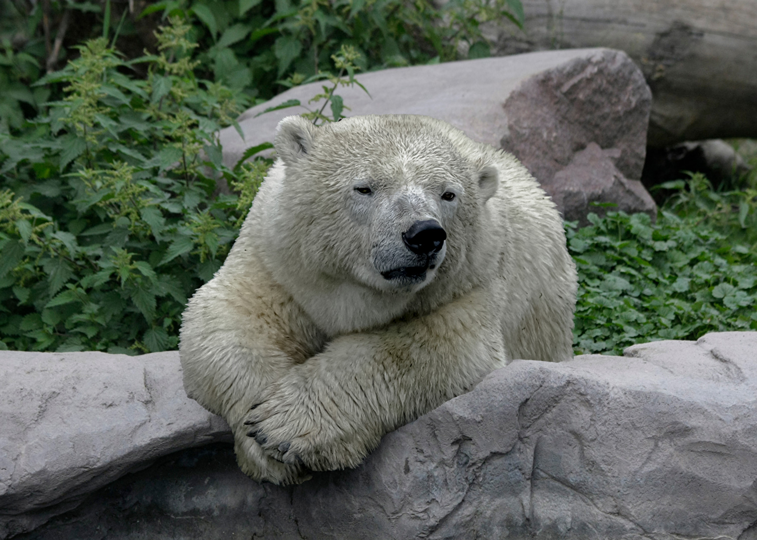 Irgendwie langweilig heute in Gelsenkirchen   (Zoo)