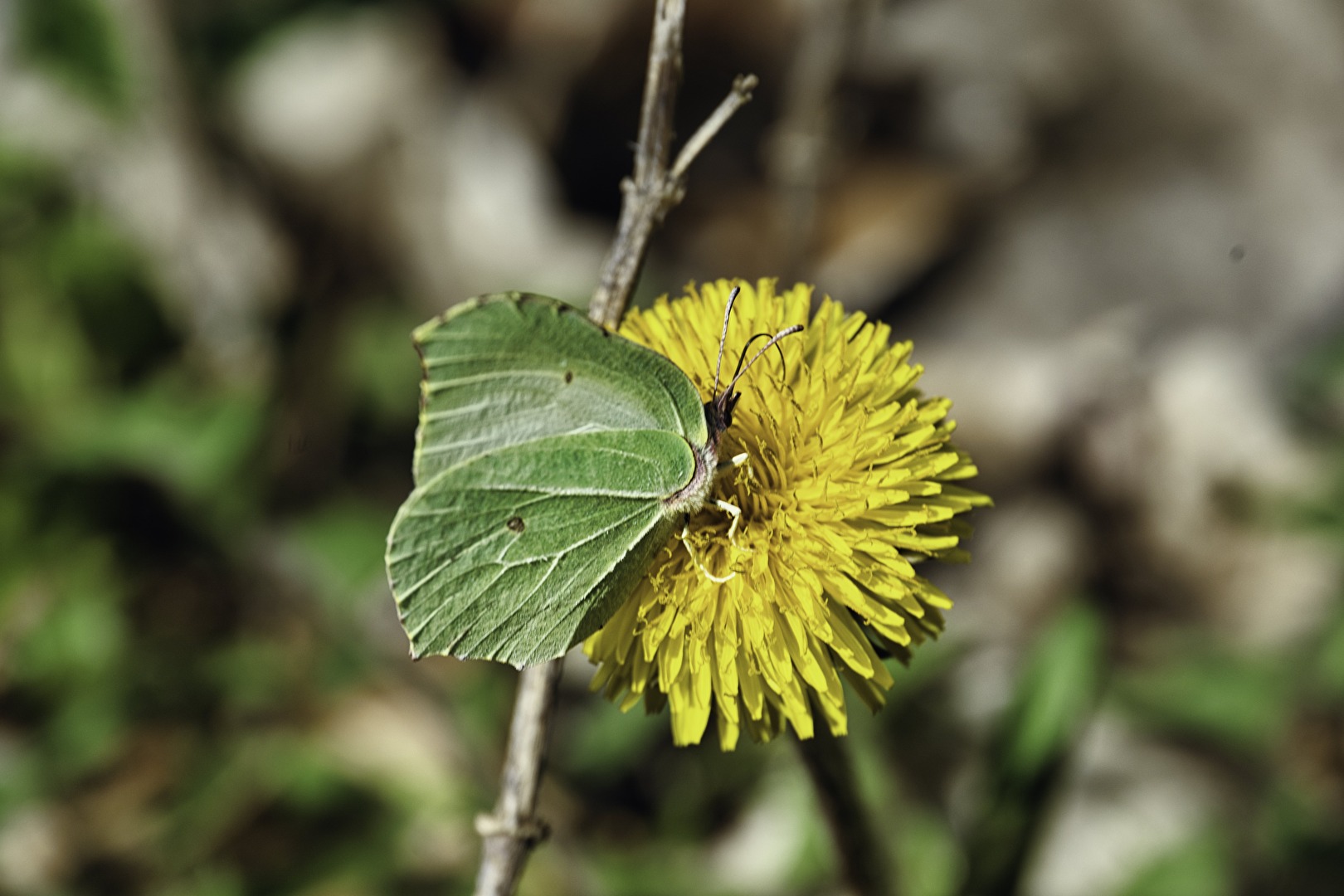 Schmetterling