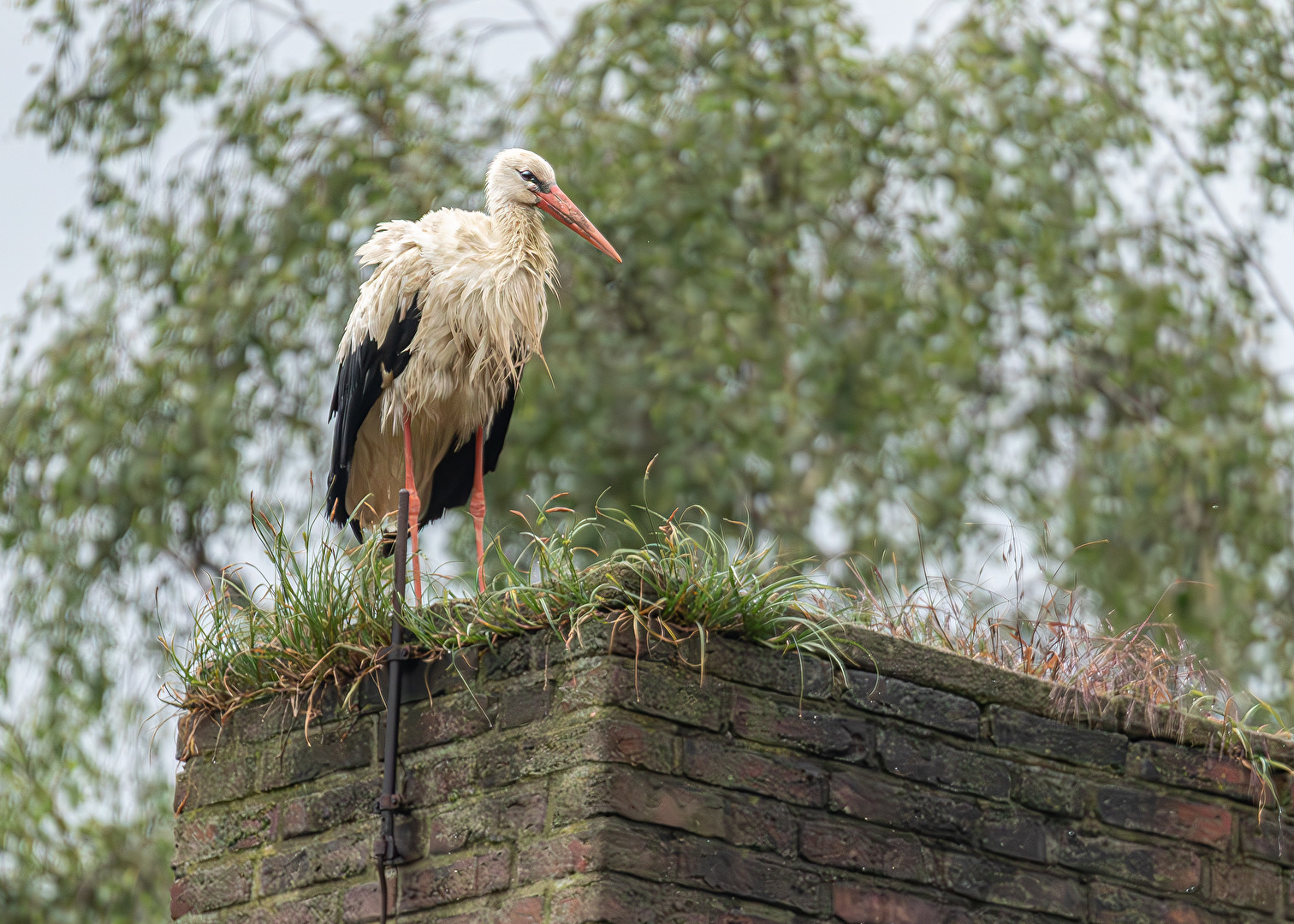 Storch hält Ausschau . . .
