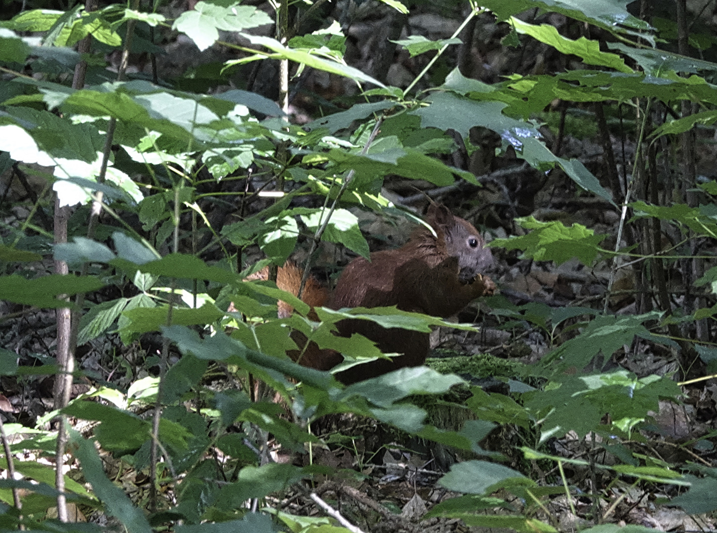 Wildgehege Moritzburg