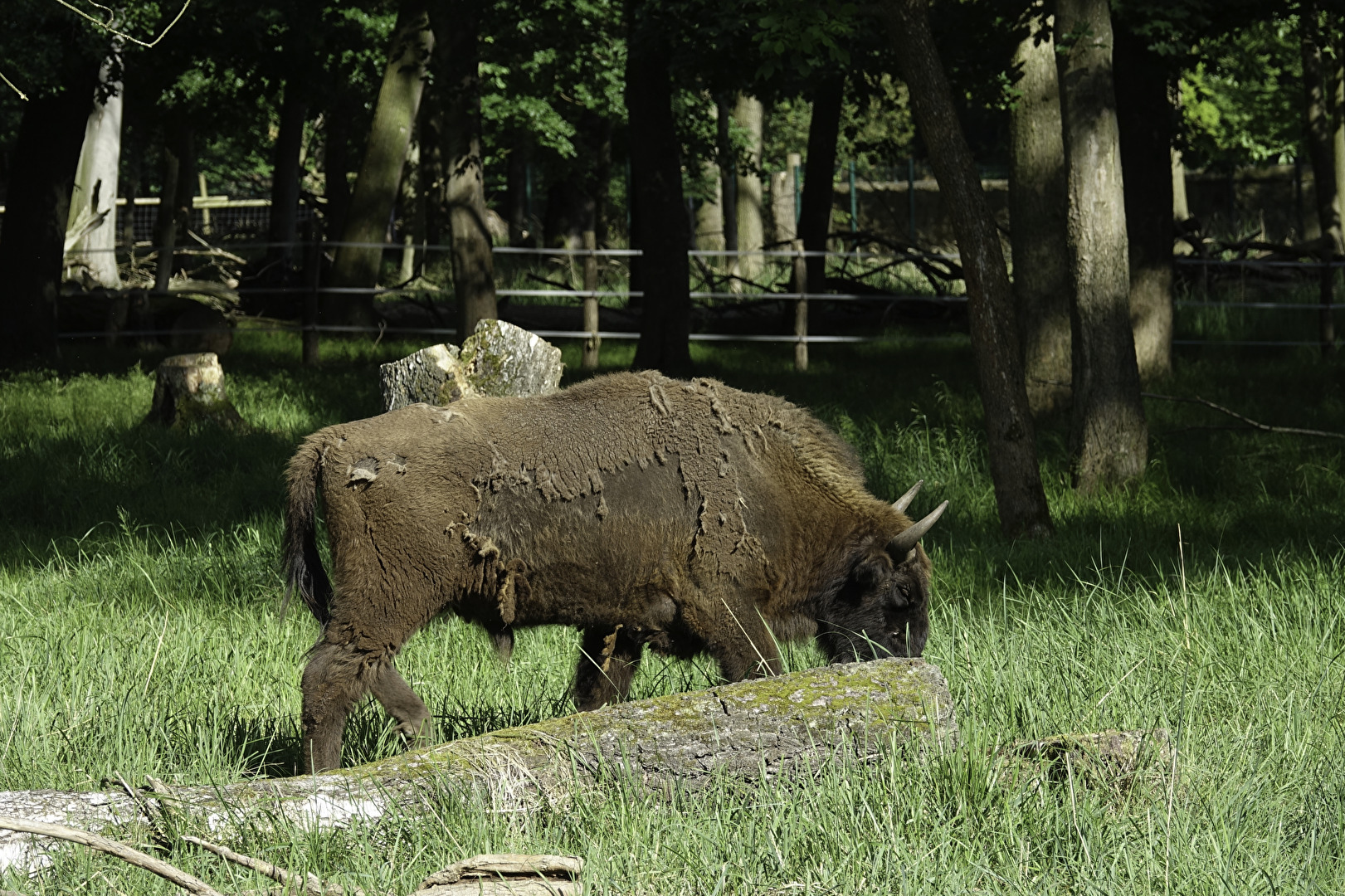 Wildgehege Moritzburg