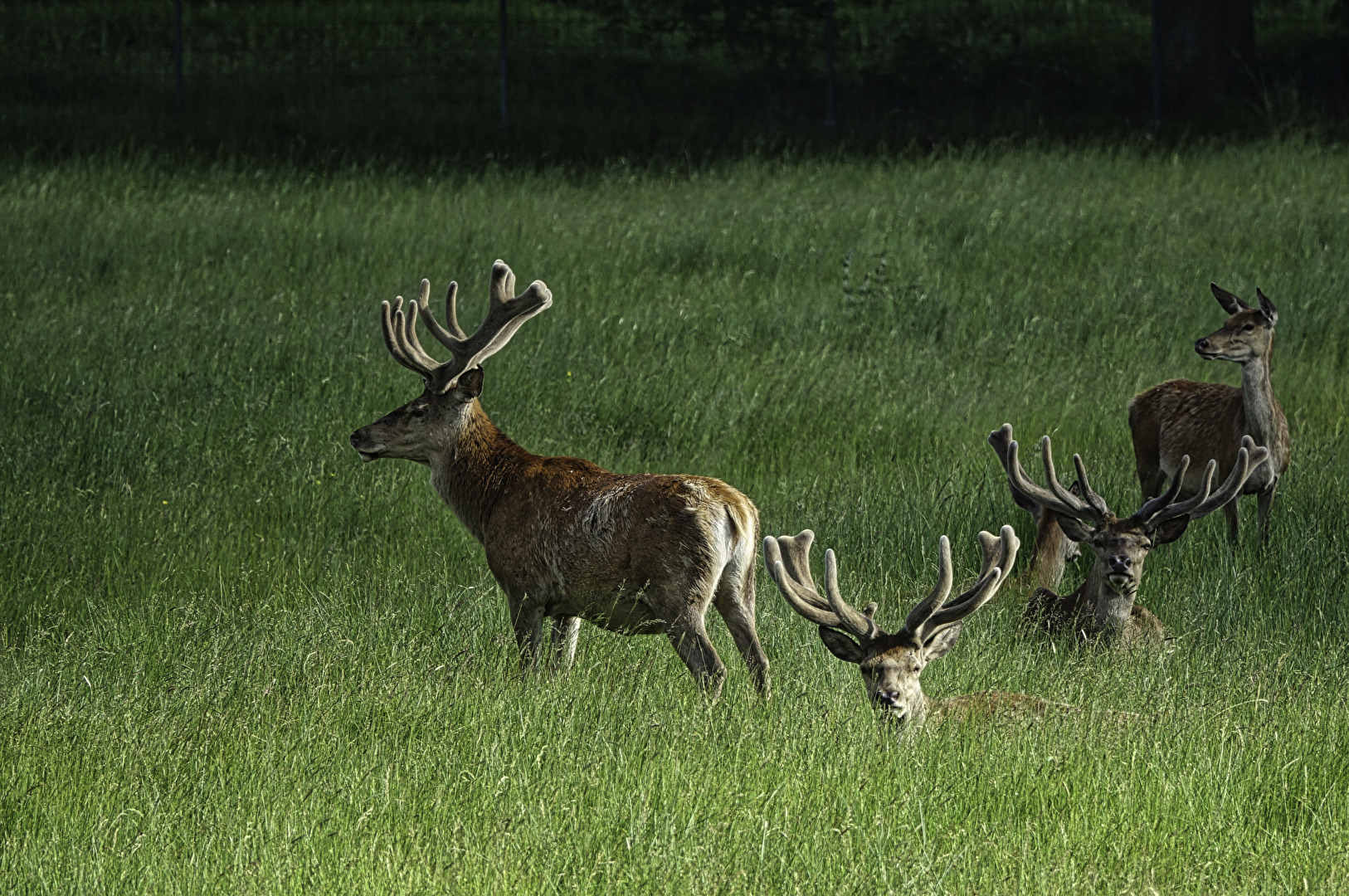 Wildgehege Moritzburg
