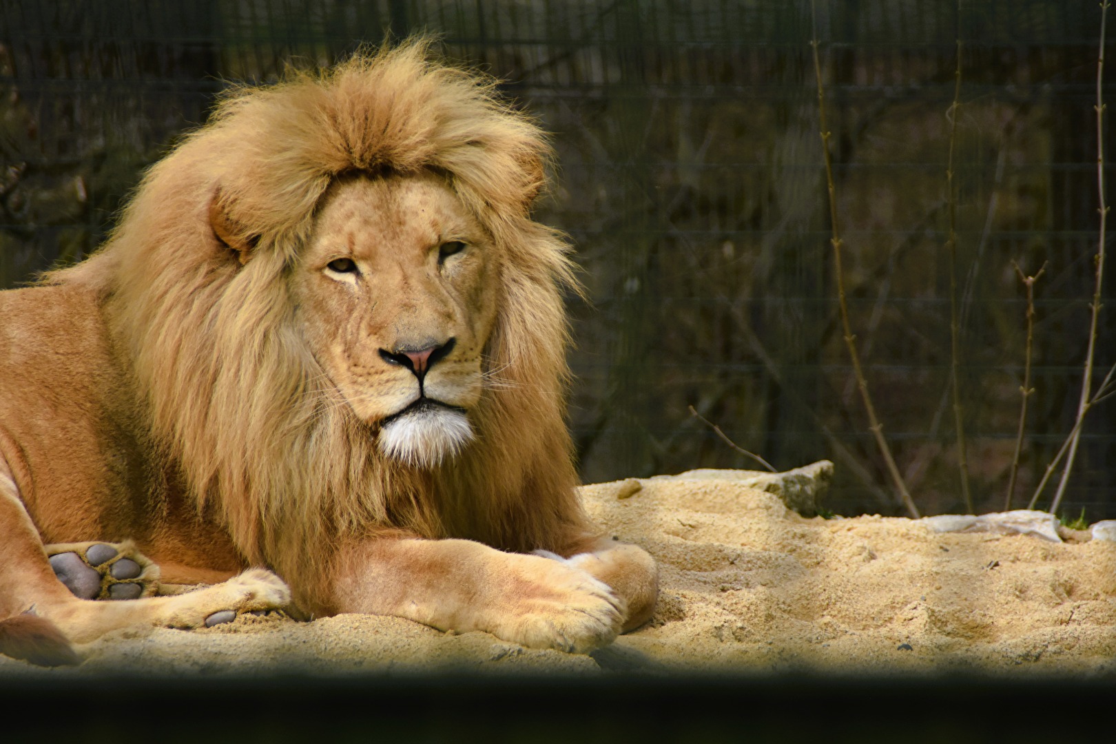 Löwe