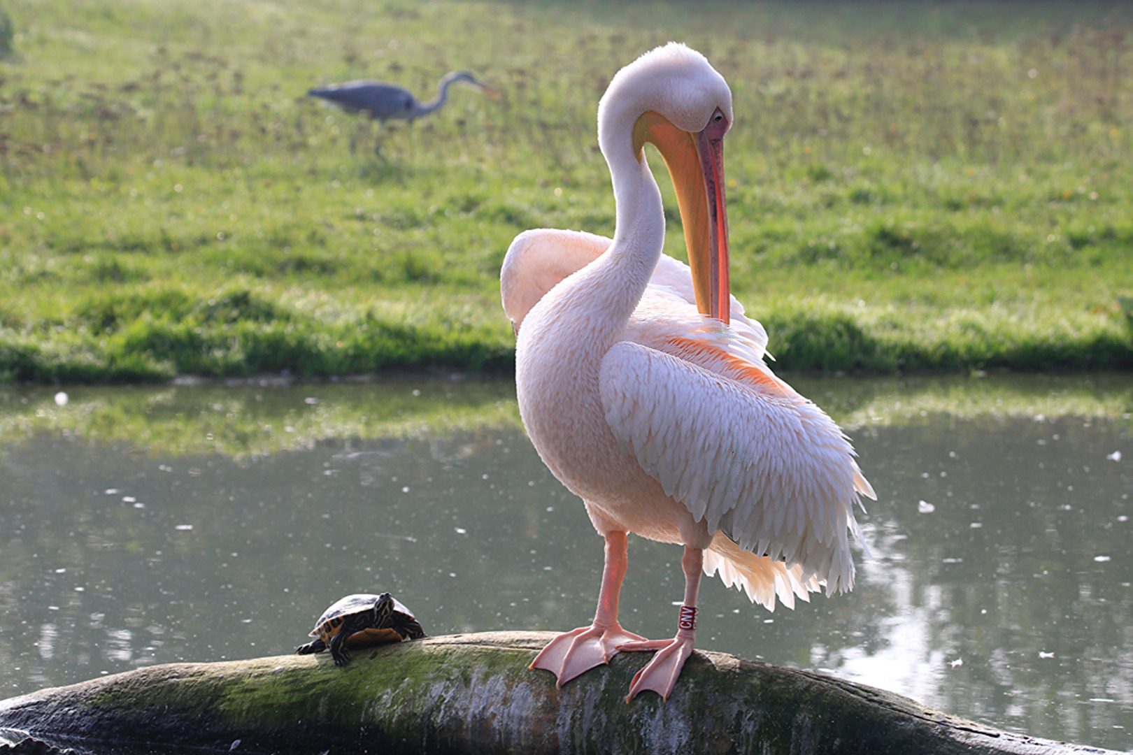 Fotografiert im Vogelpark Marlow