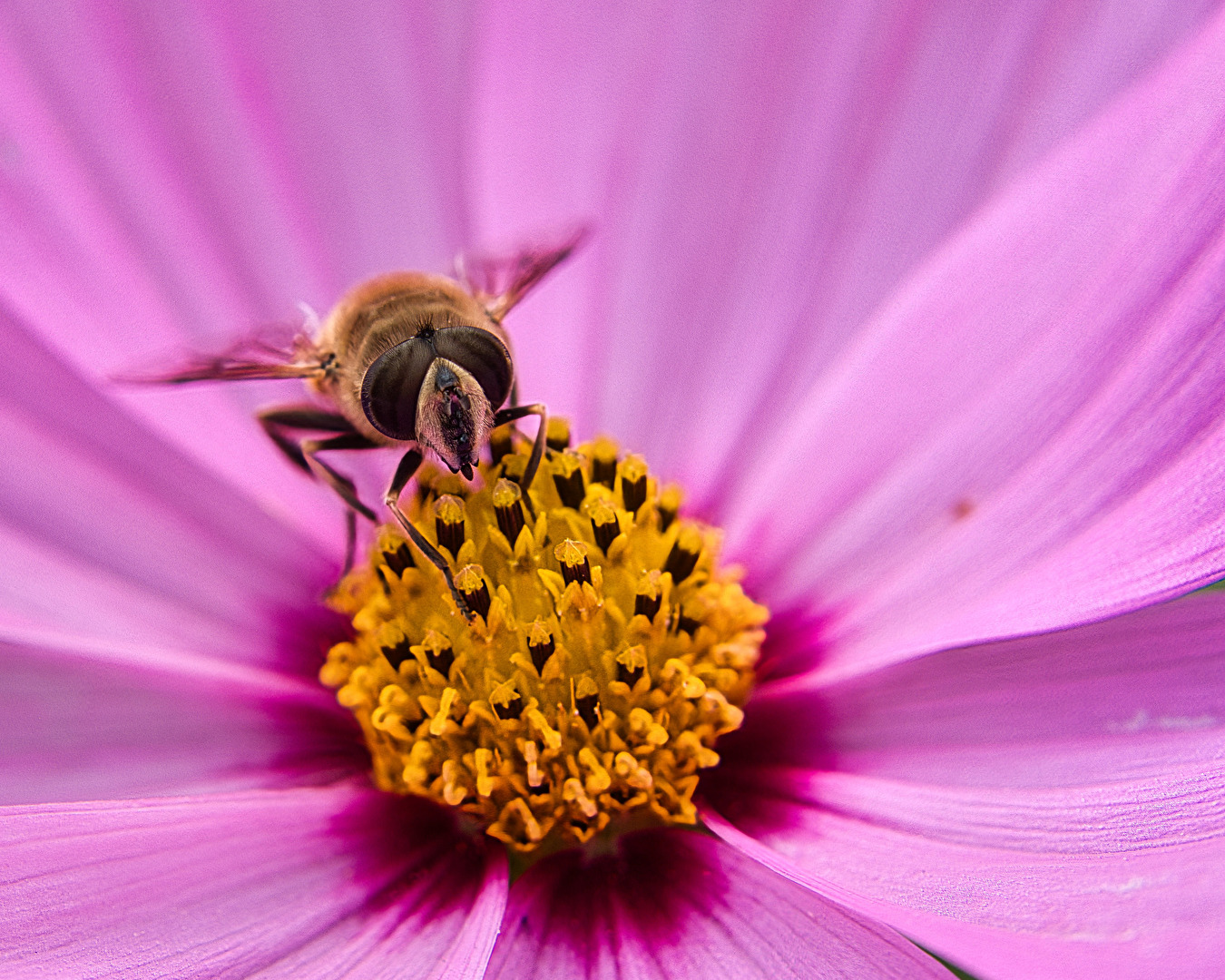 Schwebfliege auf Cosmea