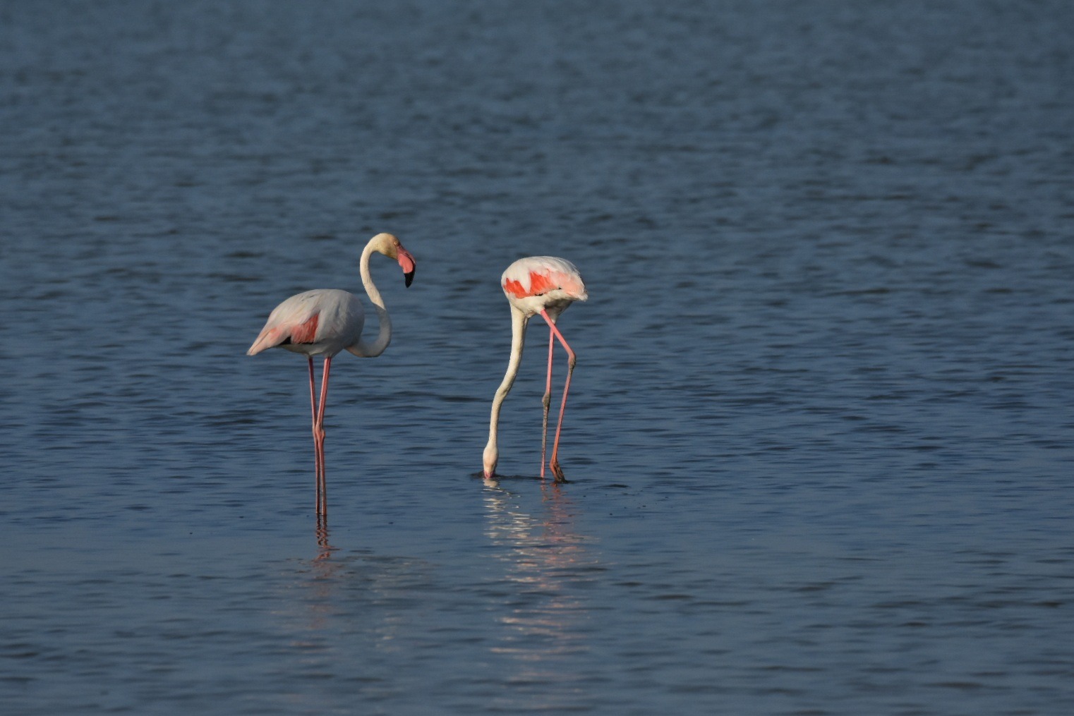 Flamingos in der Salzpfanne von Cervia, Italien.