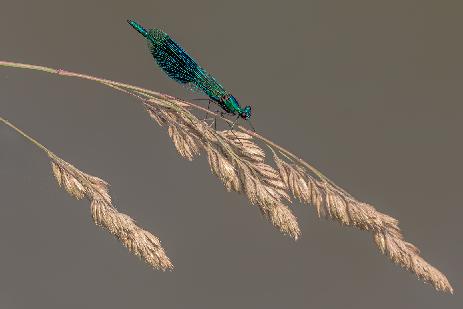 Libelle