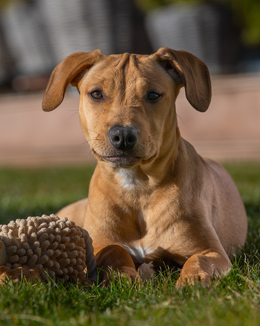 Hunde - Knips endlich
