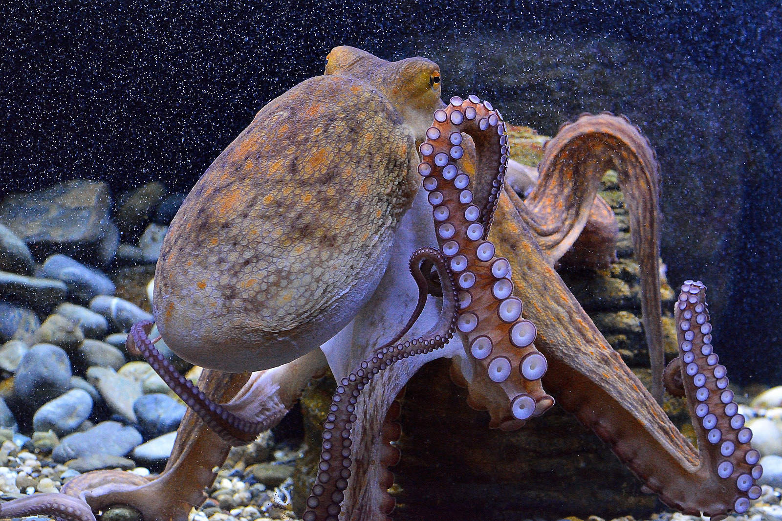 Oktopus oder Krake