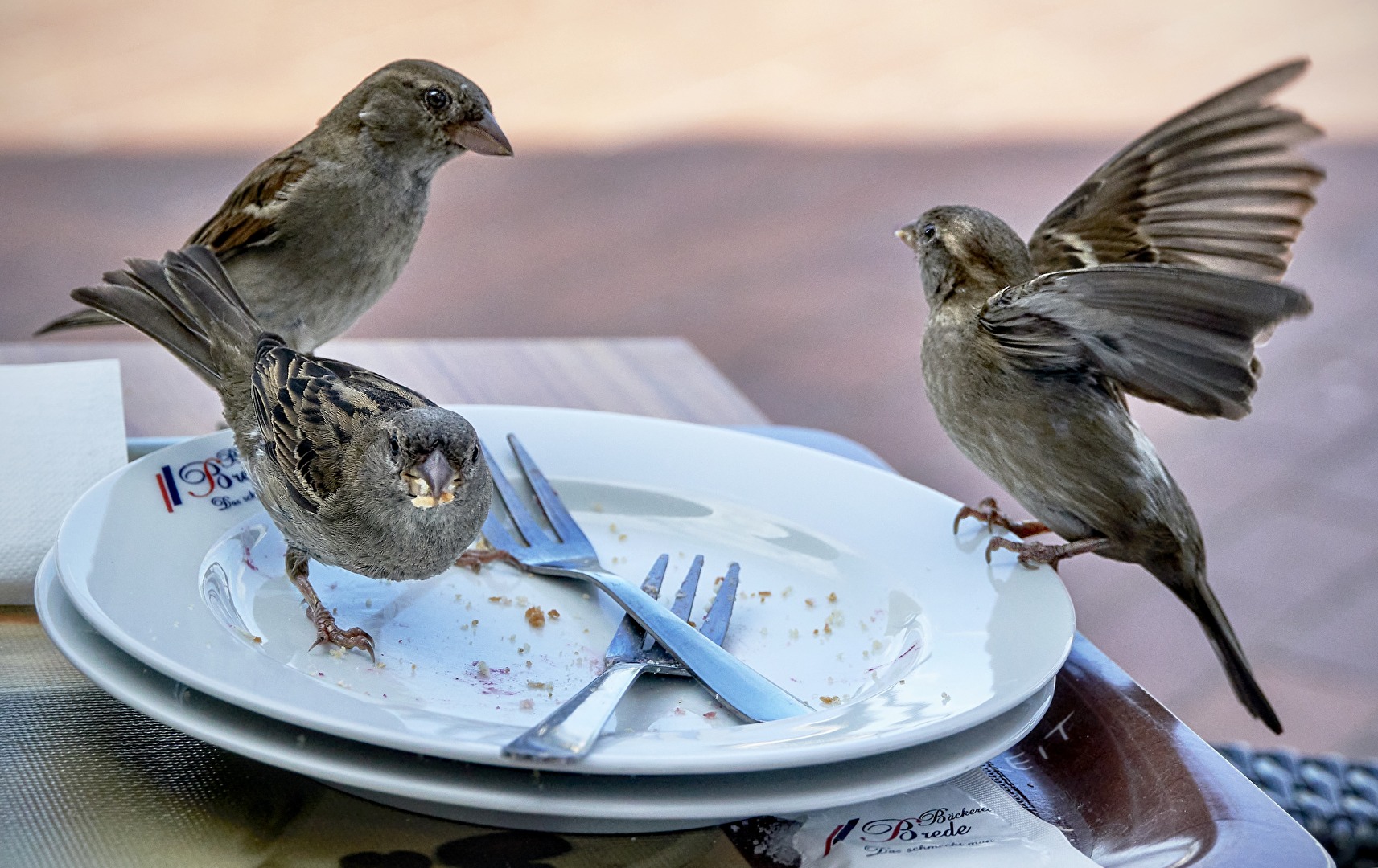 Spatzen bei unserem Lieblingsbäcker am Strand von Scharbeutz