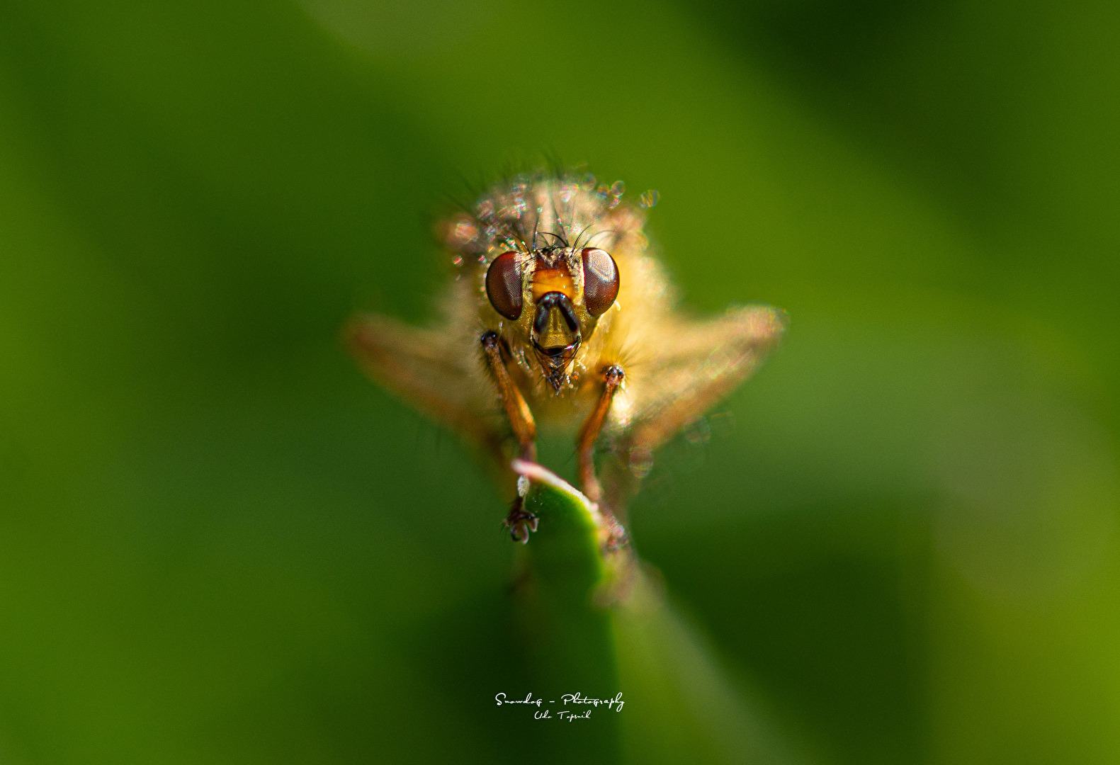 Wildlife