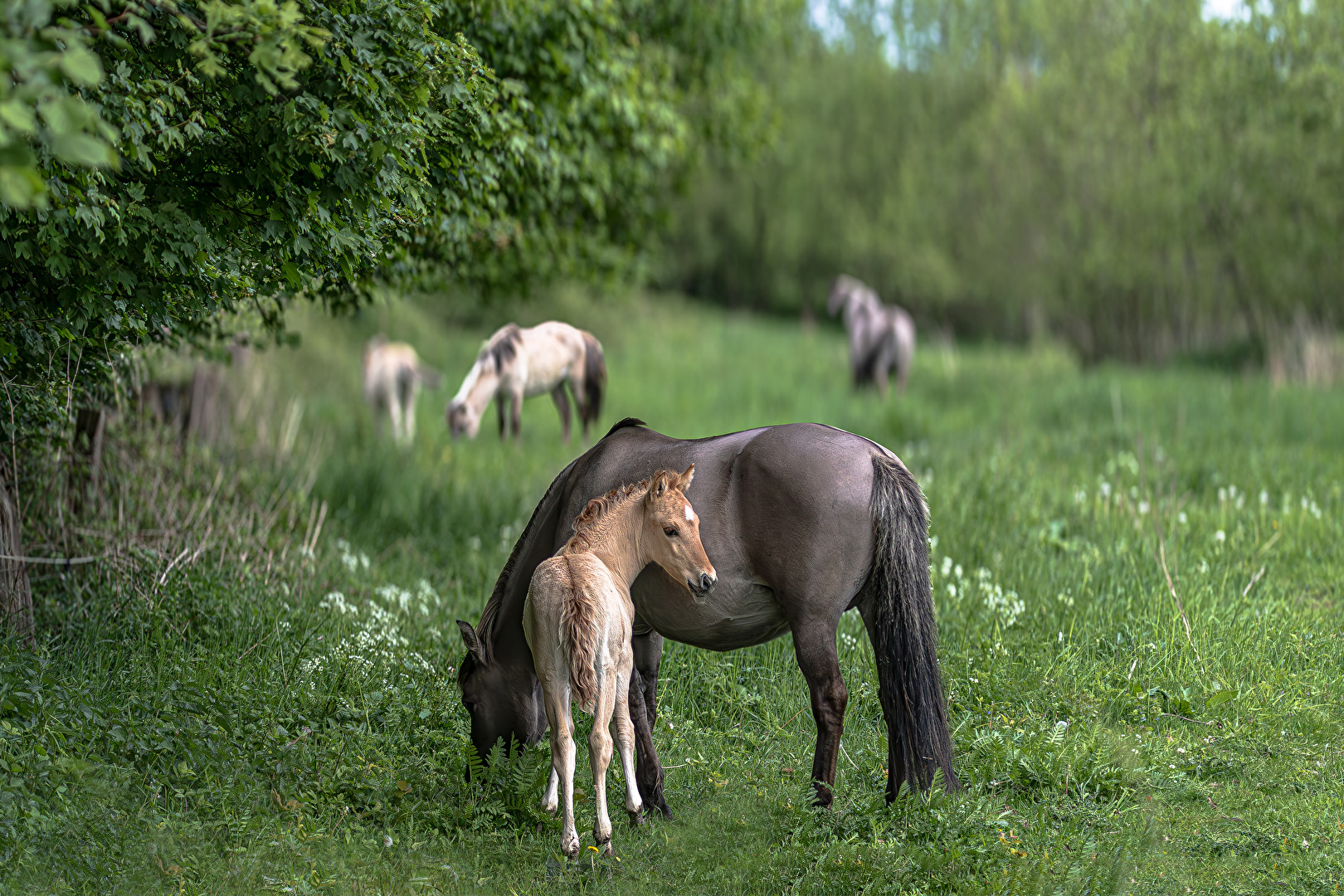 Konik Pferde