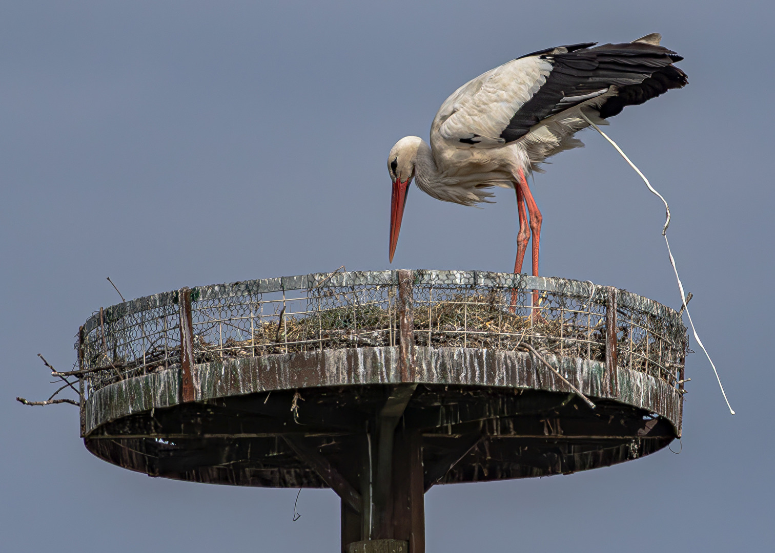 Auch ein Storch muss mal . . . . (Originalaufnahme bei 8000sek.)