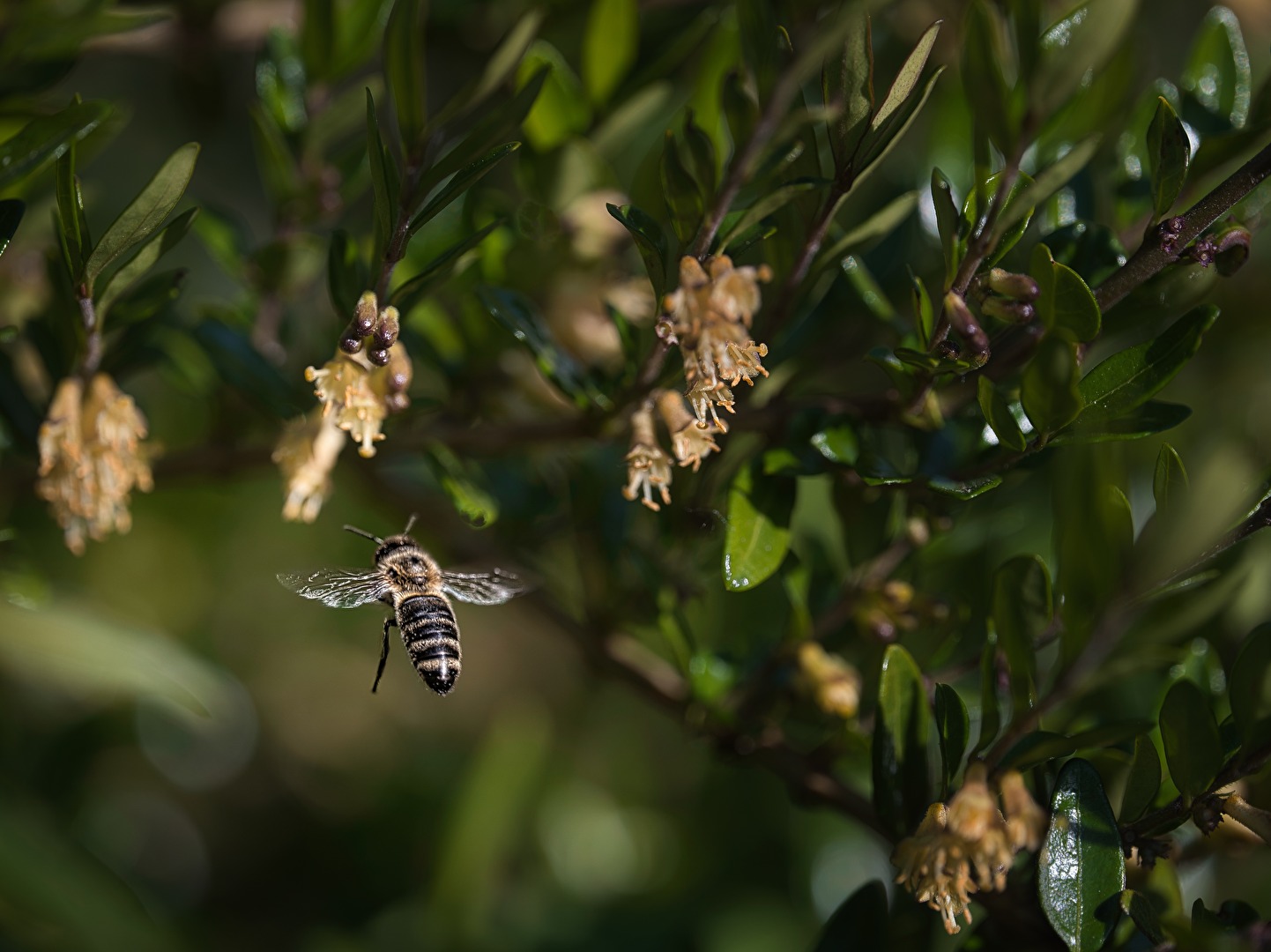 Herzlichen Glückwunsch zum Weltbienentag!