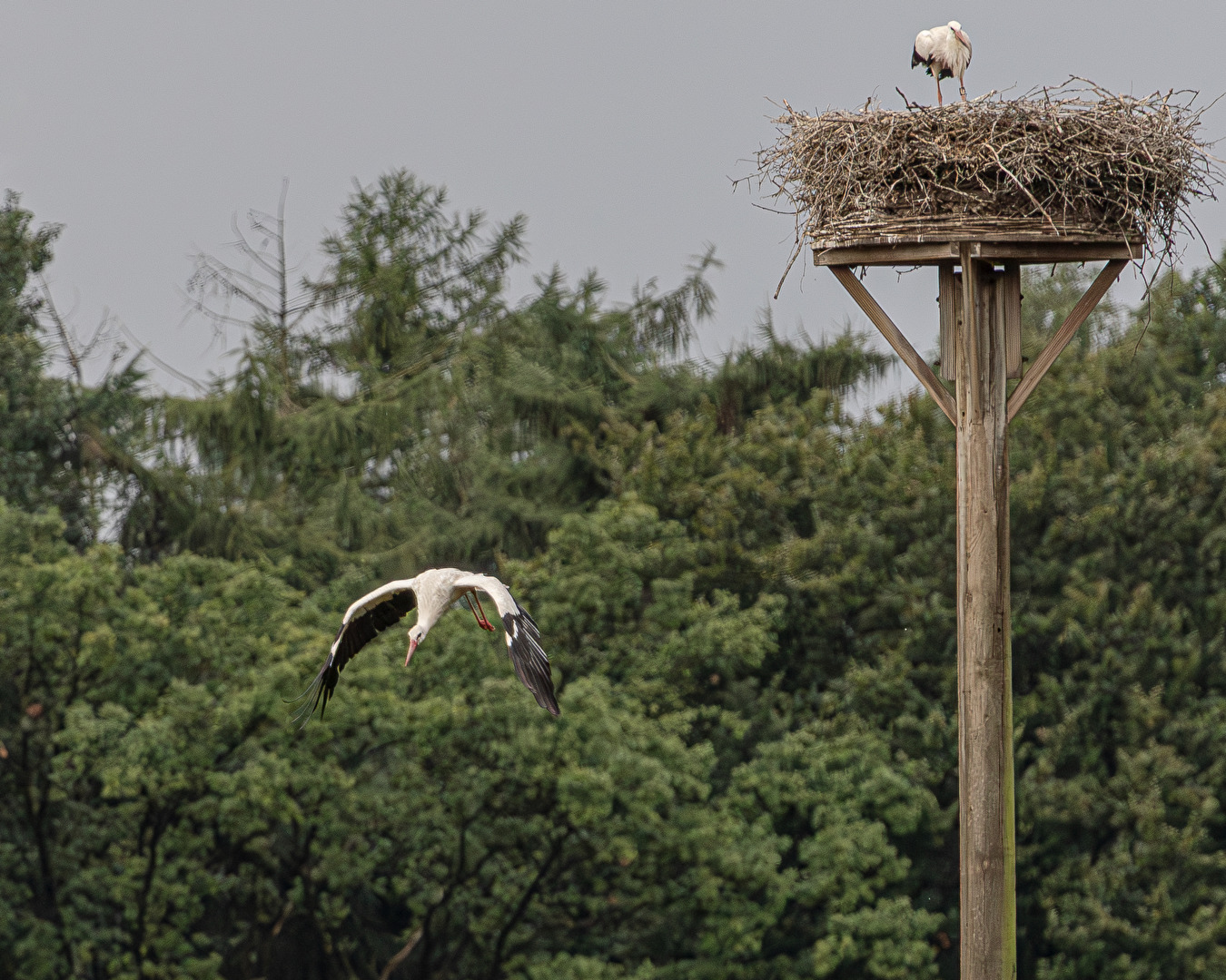 Flugübungen (3 Störche trainieren ihre Fähigkeiten für den Flug gen Süden)