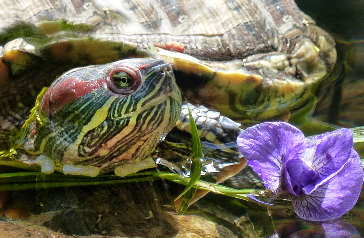 Wasserschildkröte