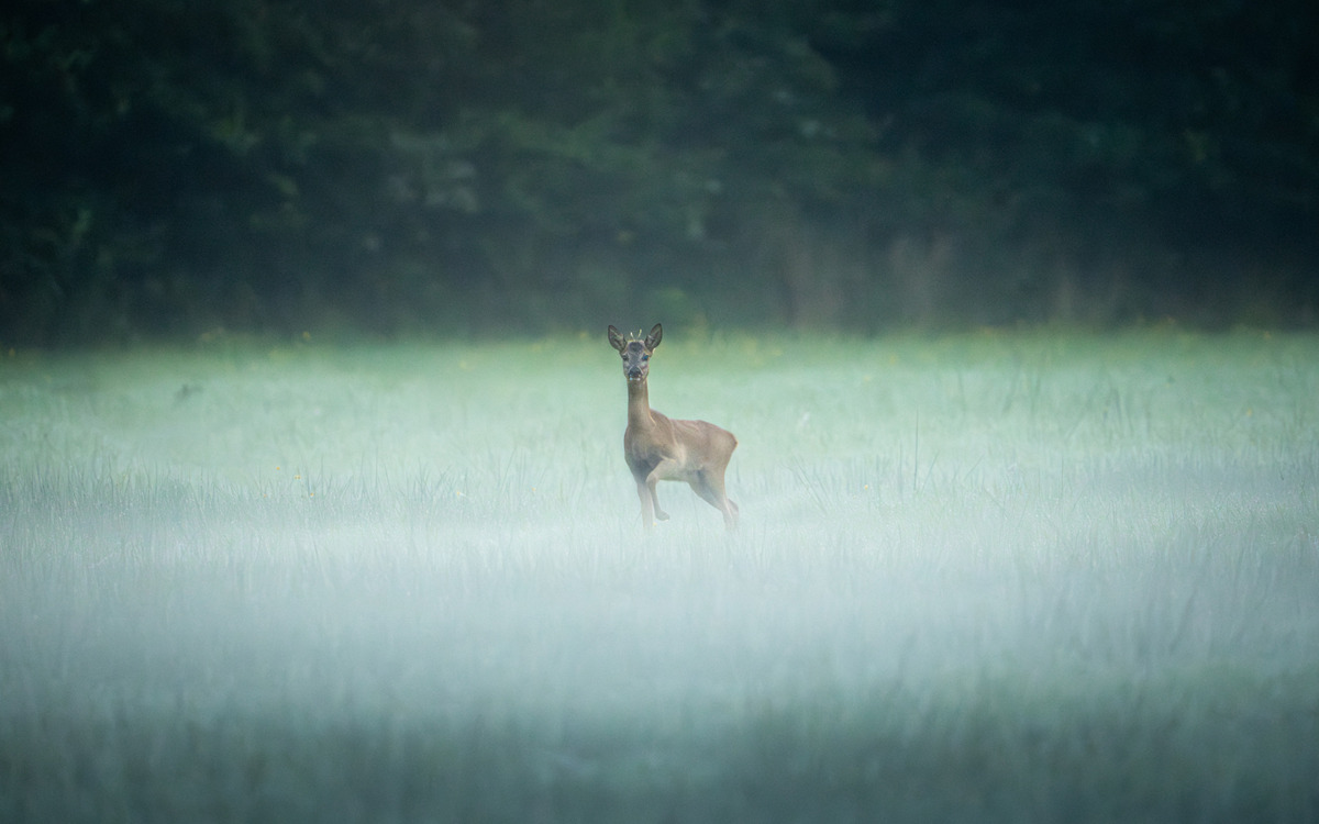 Versteckt im Nebel