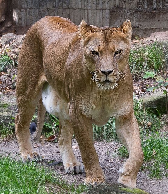 Schau mir in die Augen . . .