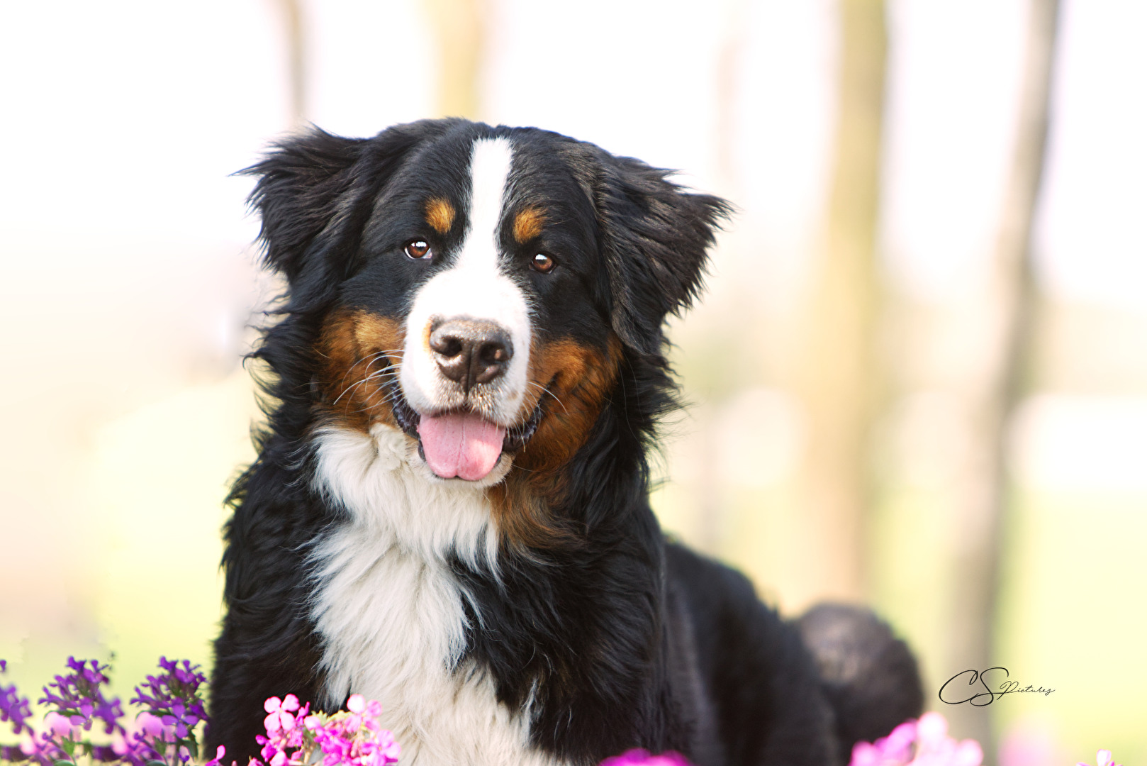 Berner Sennenhund