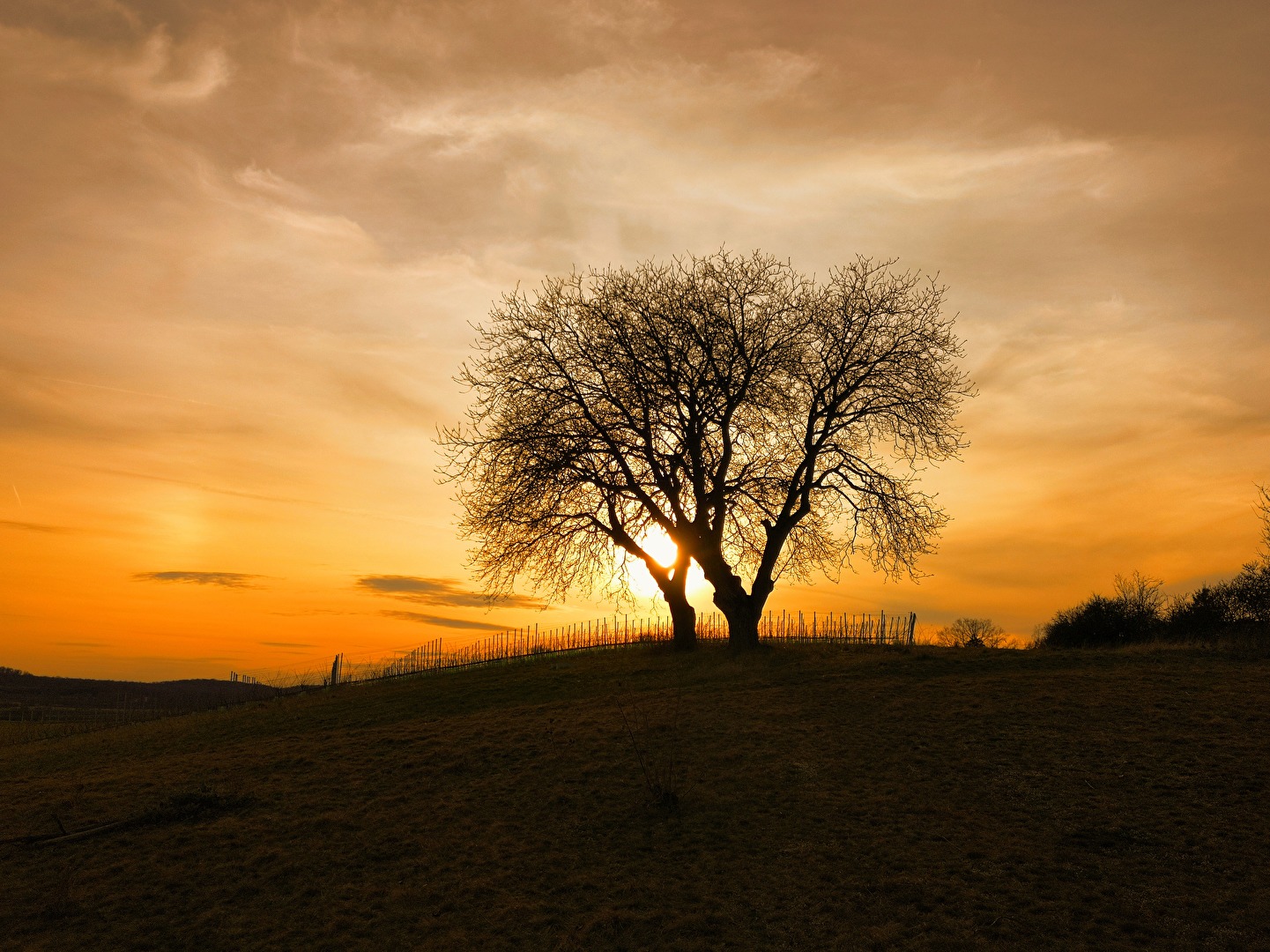 Sonnenuntergang am Weinberg