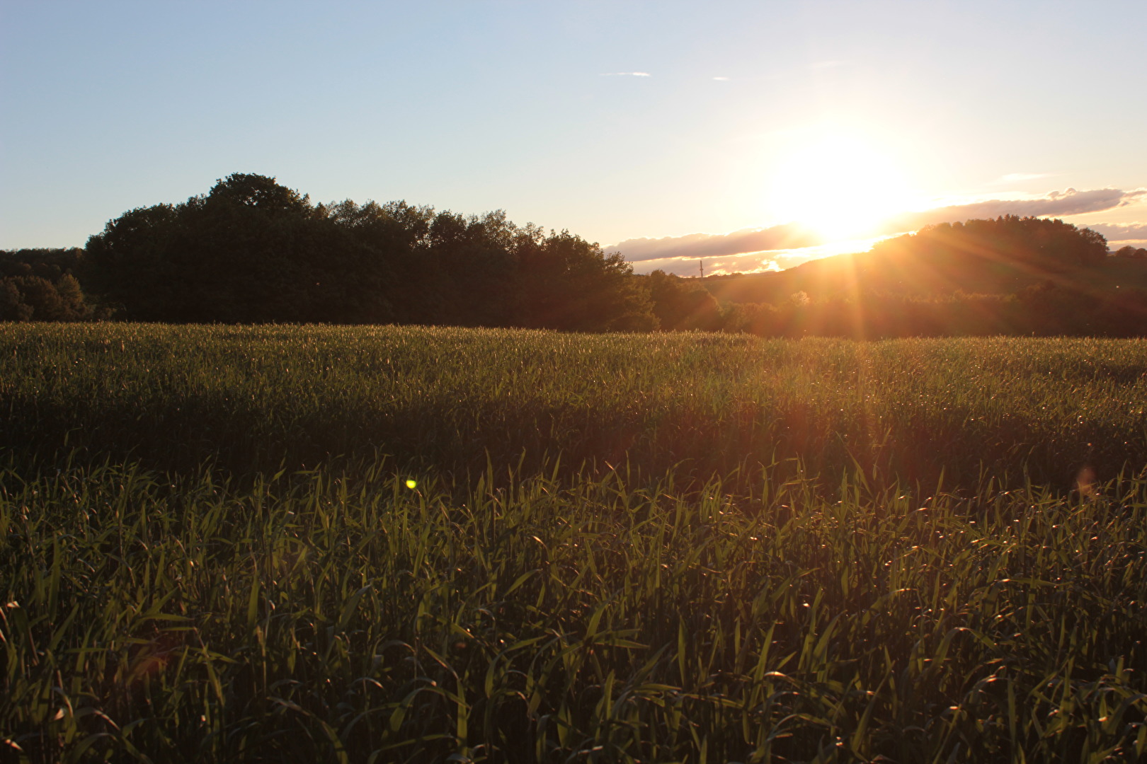 Sonnenuntergang am Feld