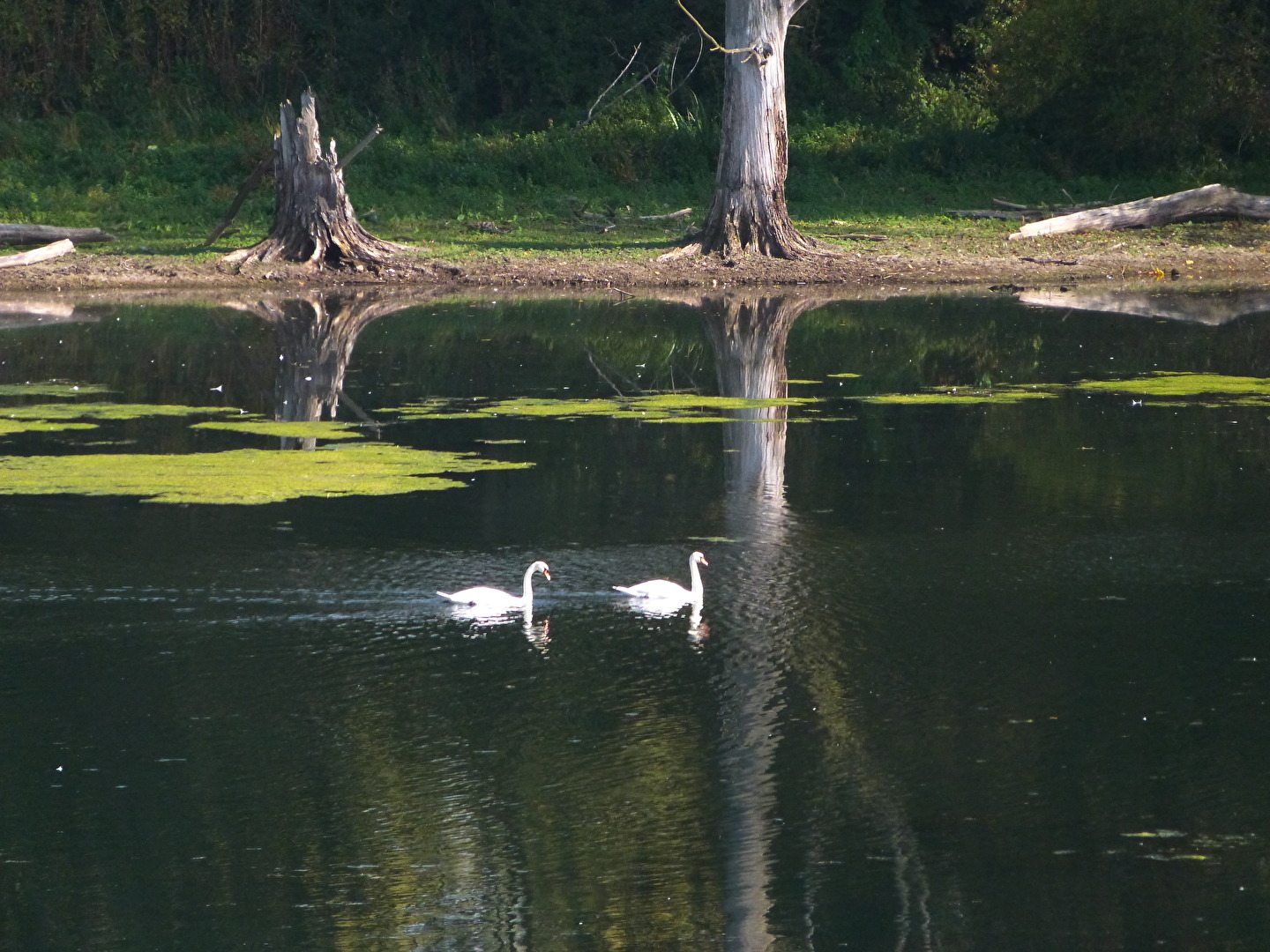 Schwanenpaar in Ruhe