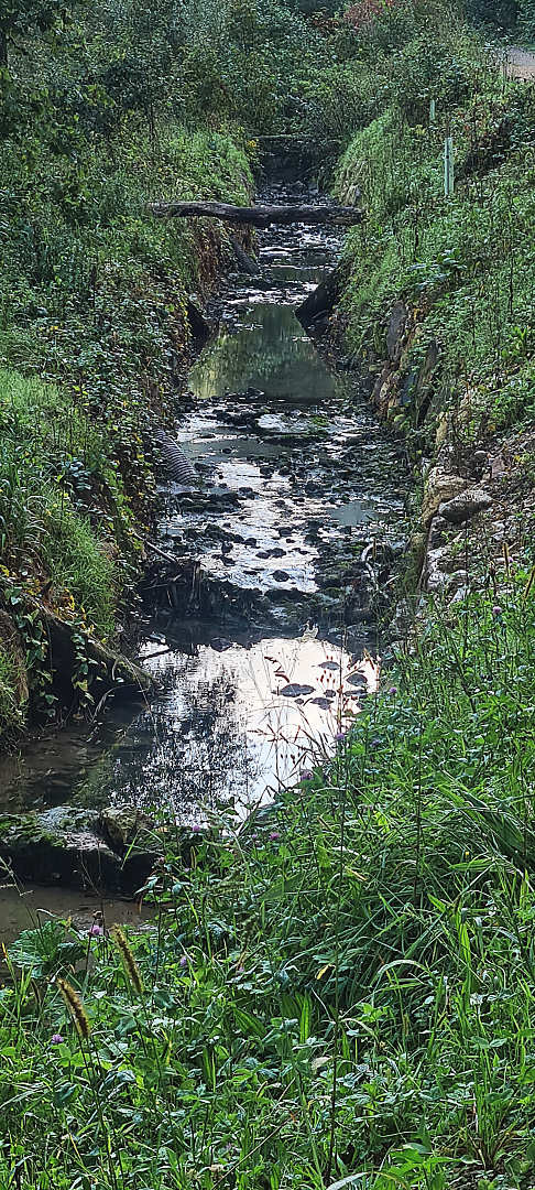 Bach als Wasserlauf