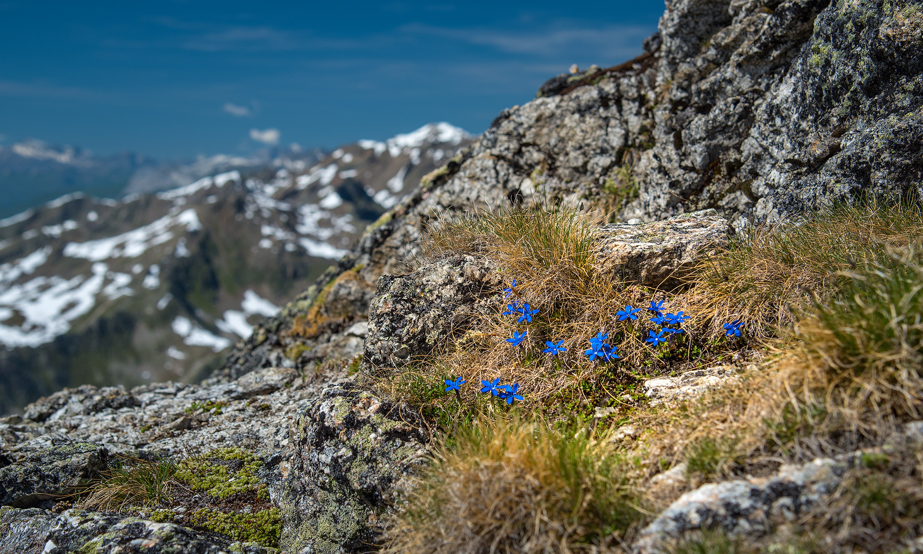 #Wildnis - kleiner Enzian