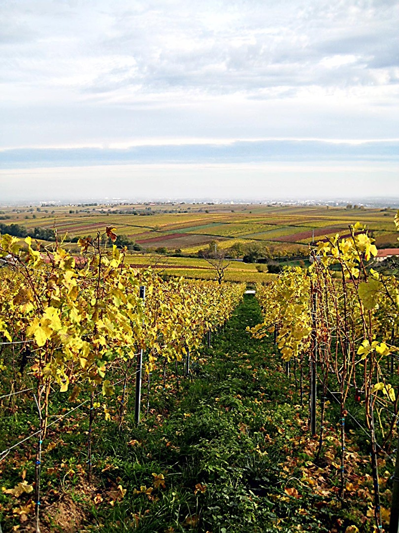 Landschaft