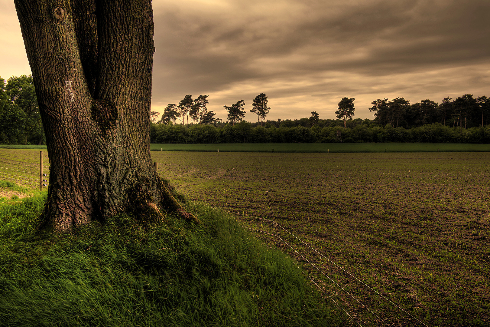 OLFEN IM MÜNSTERLAND