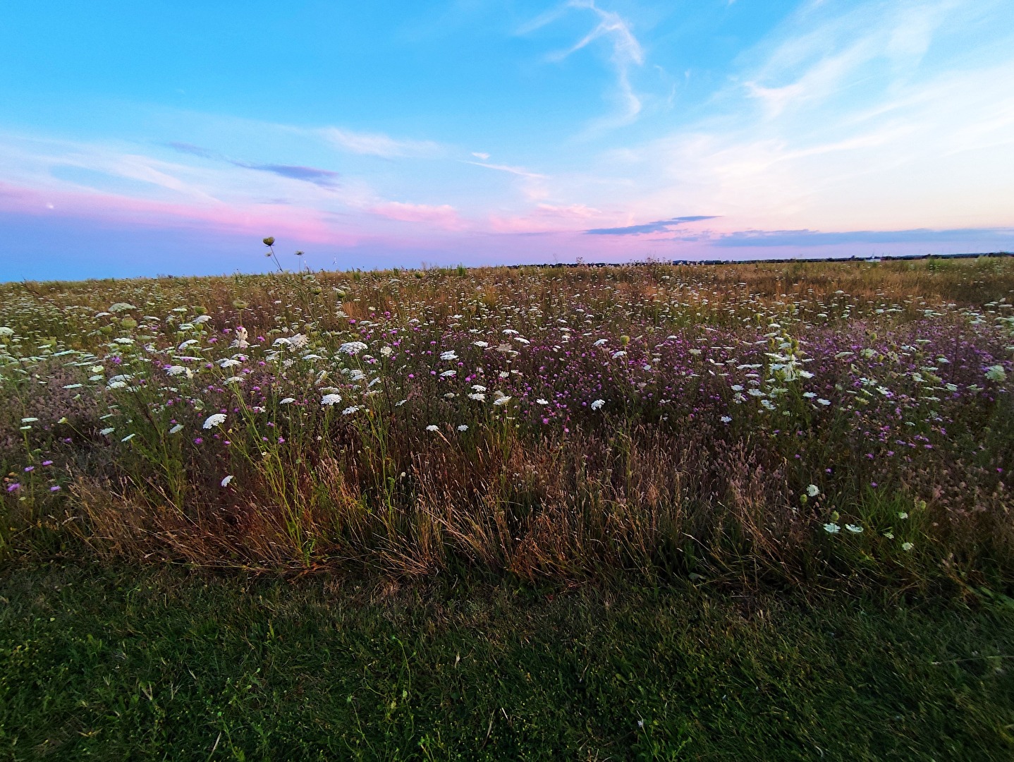 Buntes am Feldrand