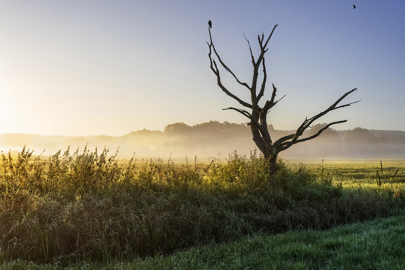 Nebel