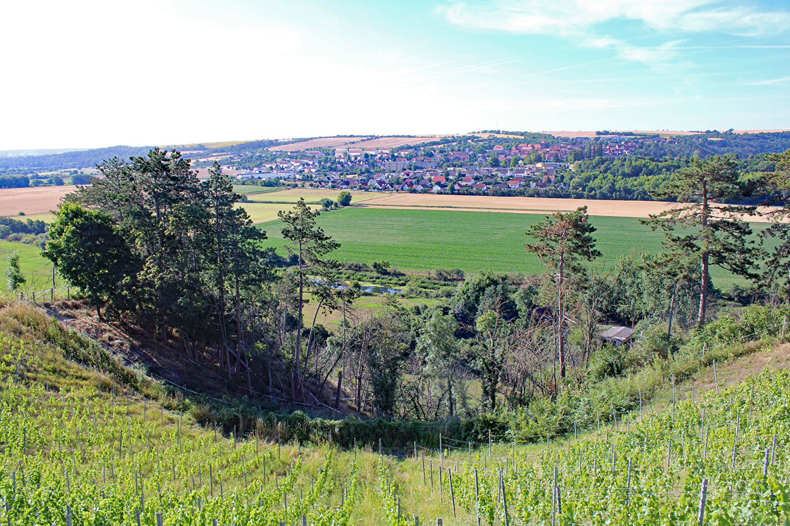 Der Weinberg vom Schloss Vitzenburg