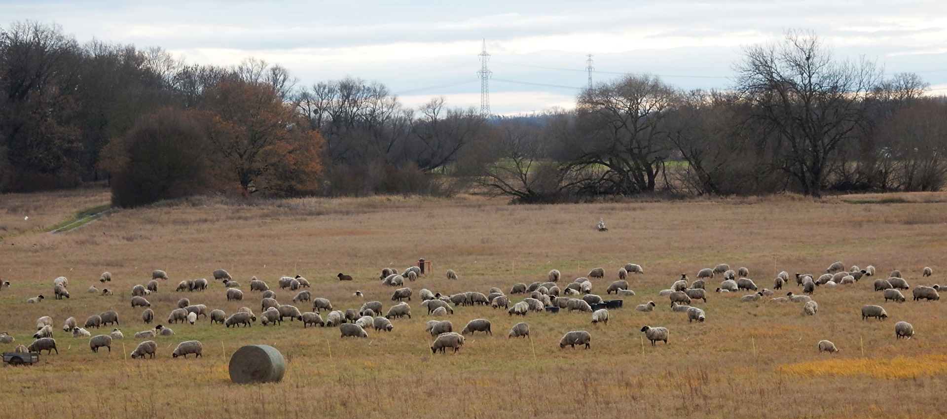 im Dezember auf den Elbwiesen