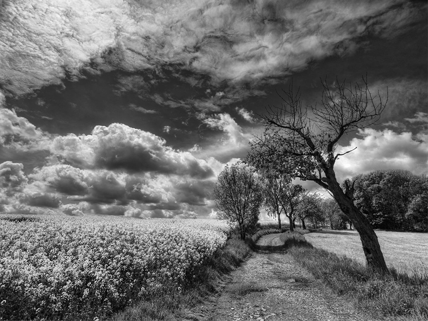 Rapsodie im rechten Licht