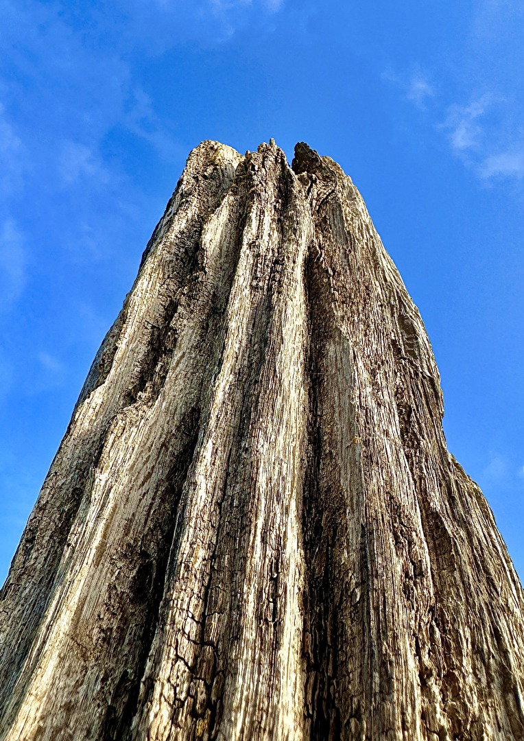 Holzpfahl am Strand