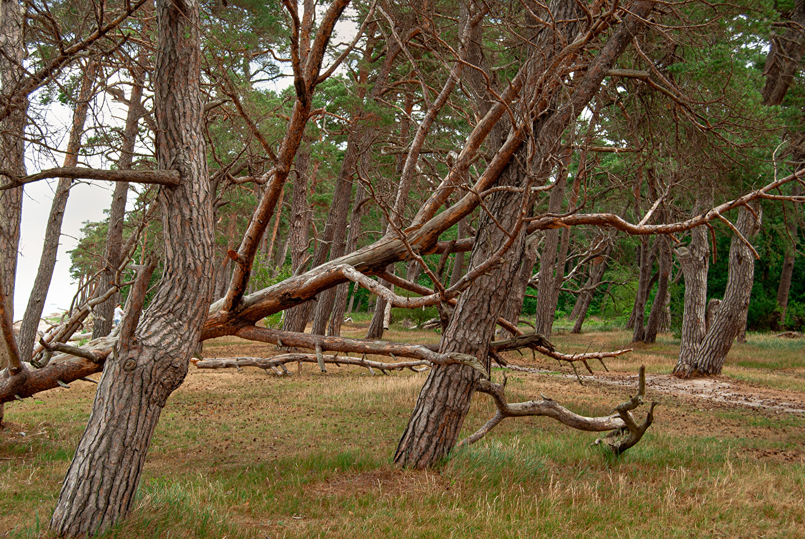 Vergängliches in der Natur