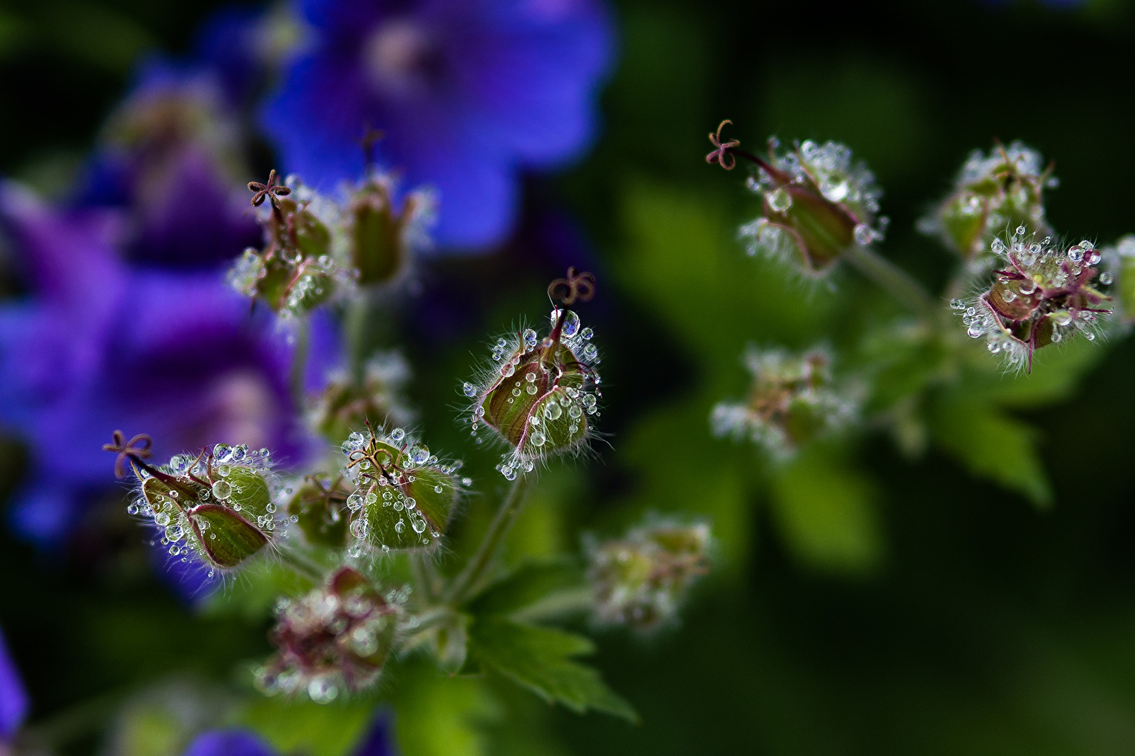 Die wunderbare Welt der kleinen Tropfen