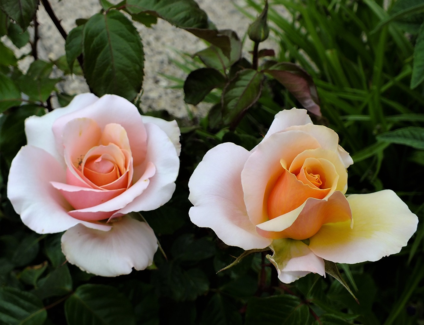 Gartenpflanzen und -blüten (allgemein)