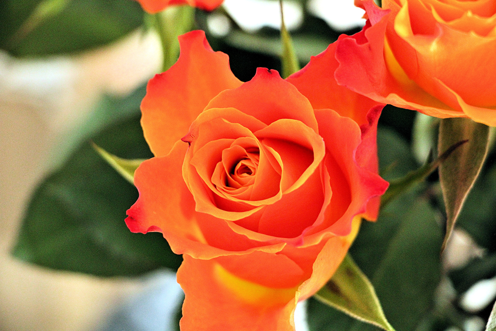 Gartenpflanzen und -blüten (allgemein)