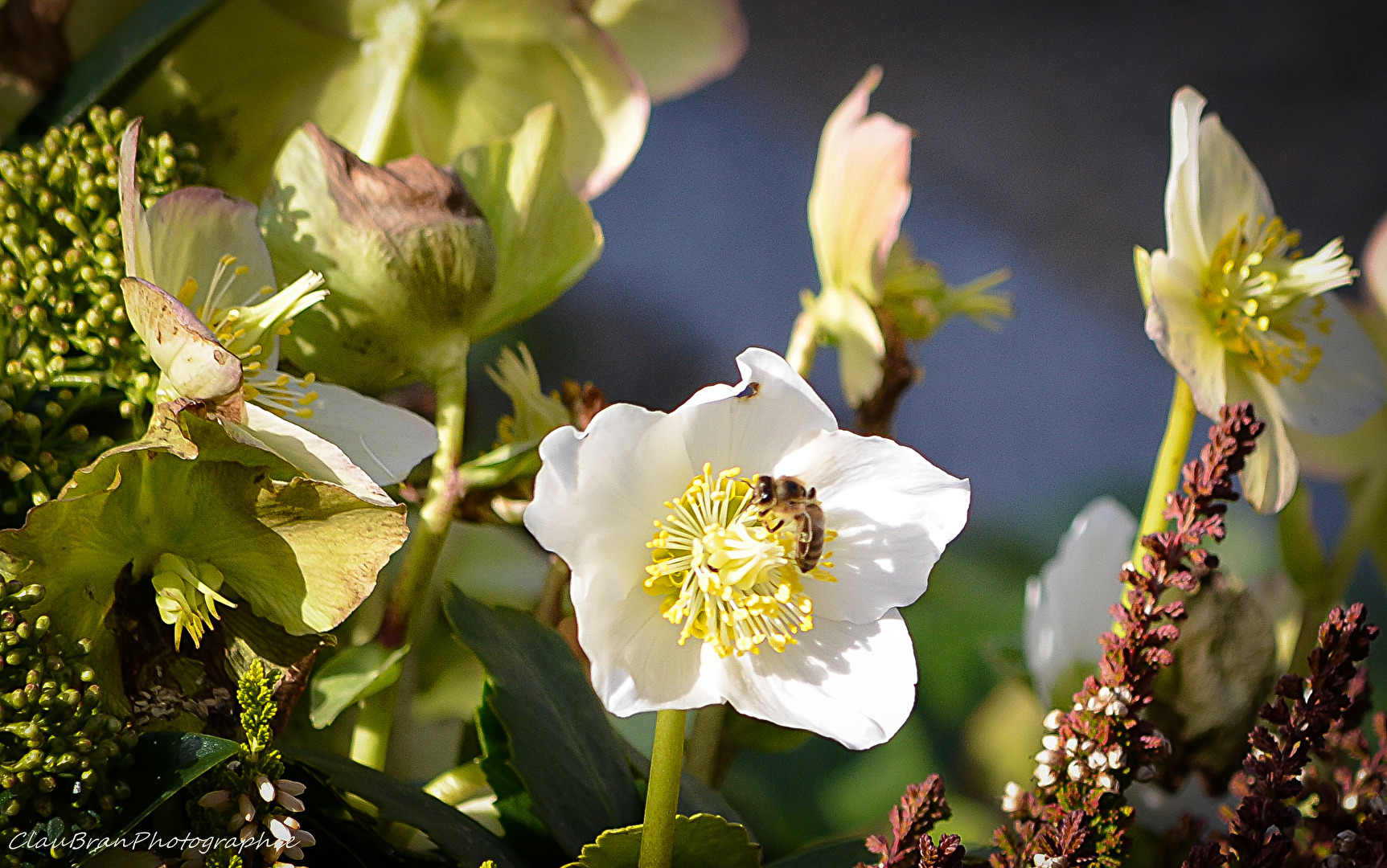 Auch die Bienchen sind schon fleißig