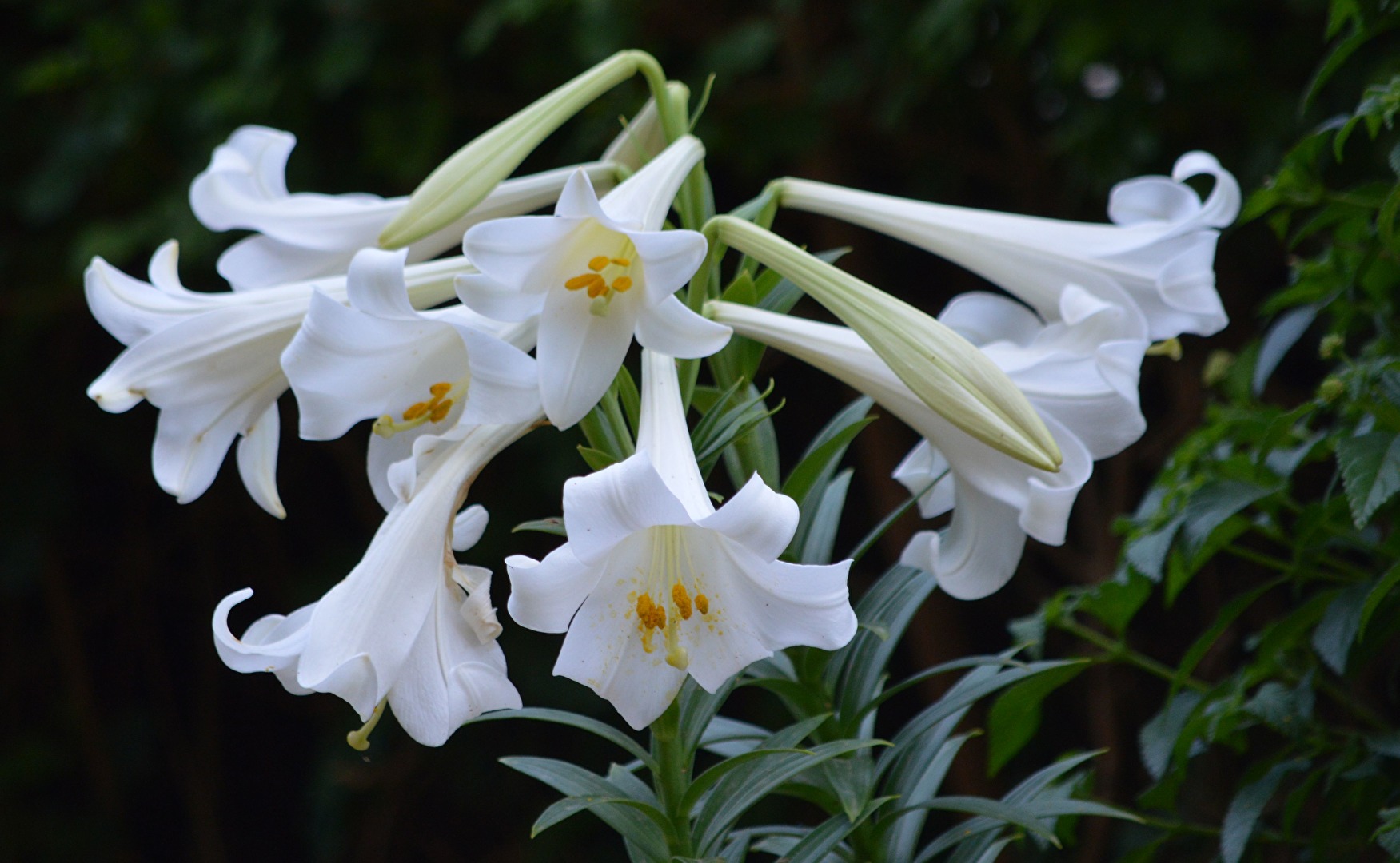 Gartenpflanzen und -blüten (allgemein)