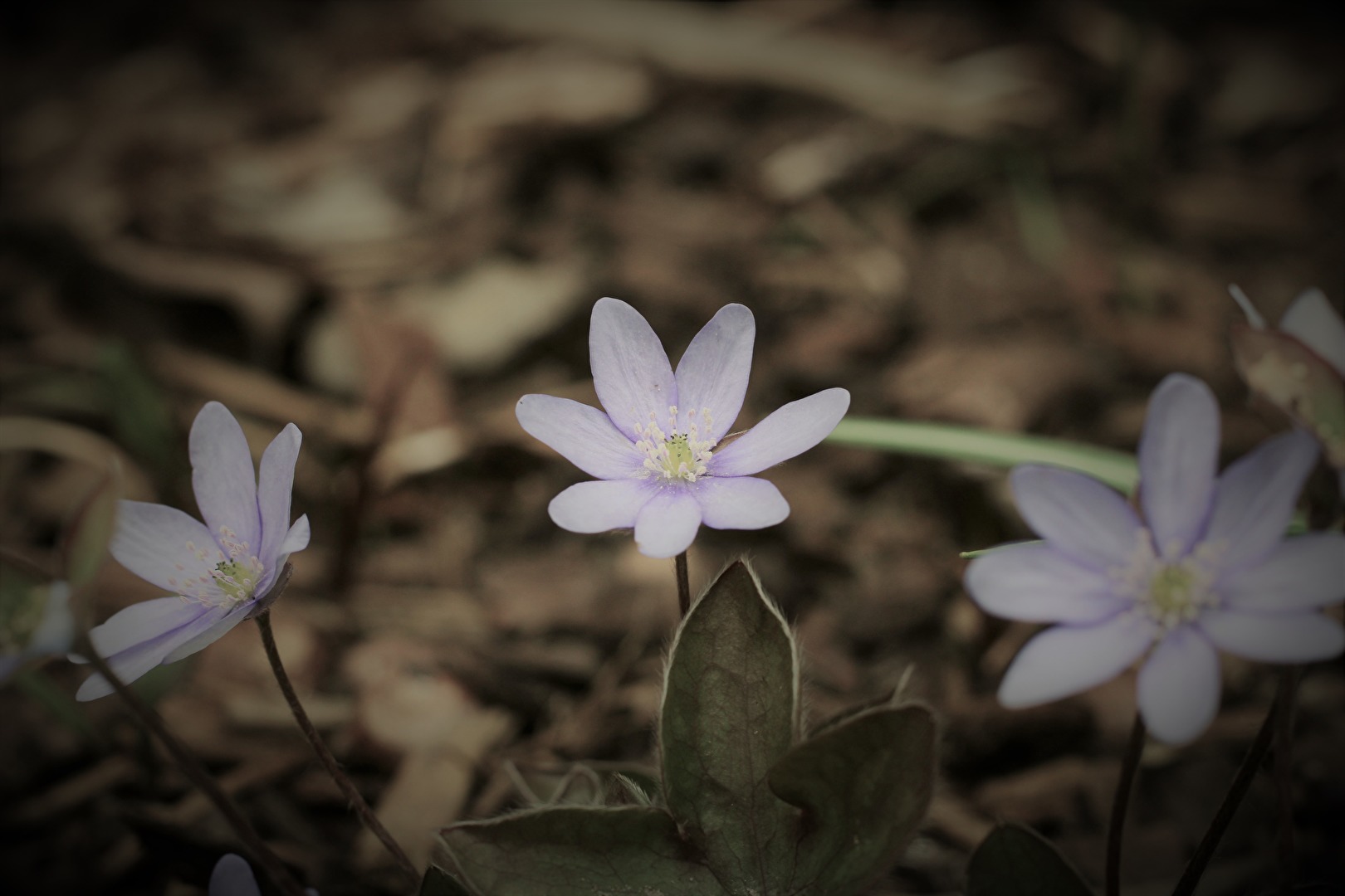 Leberblümchen und Co