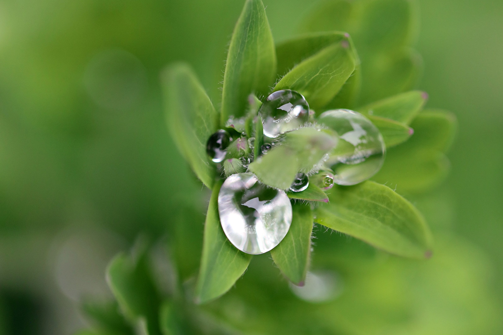 Gartenpflanzen und -blüten (allgemein)